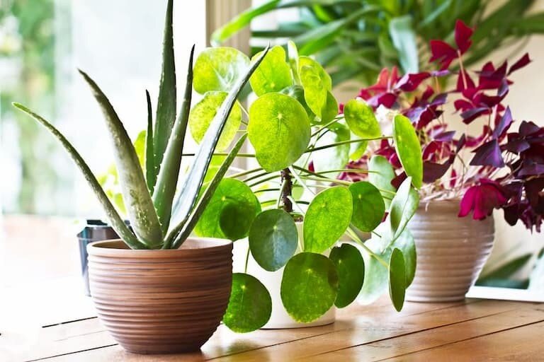 How To Create A Plant Loving Home